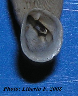 Muticaria macrostoma (Cantraine, 1835)